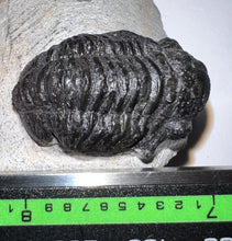 Load image into Gallery viewer, Gerastos Fossil Trilobite 1.16 Inches