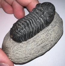 Load image into Gallery viewer, Gem Reedops Fossil Trilobite 1.93 Inches