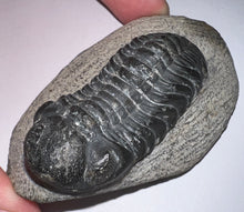 Load image into Gallery viewer, Gem Reedops Fossil Trilobite 1.93 Inches