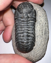 Load image into Gallery viewer, Gem Reedops Fossil Trilobite 1.93 Inches