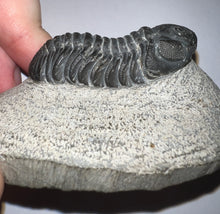 Load image into Gallery viewer, Gem Reedops Fossil Trilobite 1.93 Inches