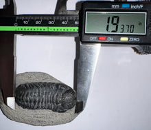 Load image into Gallery viewer, Gem Reedops Fossil Trilobite 1.93 Inches