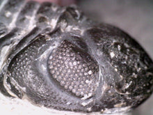 Load image into Gallery viewer, Gem Reedops Fossil Trilobite 1.93 Inches