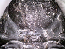 Load image into Gallery viewer, Gem Reedops Fossil Trilobite 1.93 Inches
