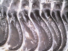 Load image into Gallery viewer, Gem Reedops Fossil Trilobite 1.93 Inches