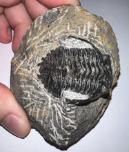Load image into Gallery viewer, Hollardops Fossil Trilobite 1.8 Inches