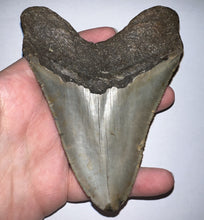 Load image into Gallery viewer, Huge Megalodon Fossil Shark Tooth 4.8 Inches Great Serrations! Not Repaired!