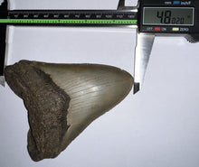 Load image into Gallery viewer, Huge Megalodon Fossil Shark Tooth 4.8 Inches Great Serrations! Not Repaired!