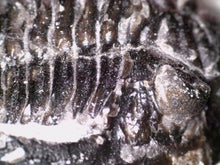 Load image into Gallery viewer, Hollardops Fossil Trilobite 1.8 Inches