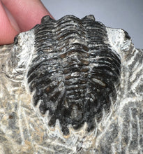 Load image into Gallery viewer, Hollardops Fossil Trilobite 1.8 Inches