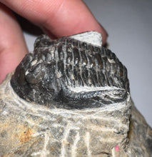 Load image into Gallery viewer, Hollardops Fossil Trilobite 1.8 Inches