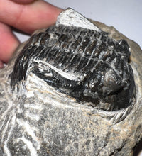Load image into Gallery viewer, Hollardops Fossil Trilobite 1.8 Inches