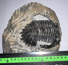 Load image into Gallery viewer, Hollardops Fossil Trilobite 1.8 Inches