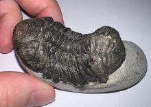Load image into Gallery viewer, Huge Morocops Fossil Trilobite 2.5 Inches