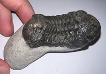Load image into Gallery viewer, Huge Morocops Fossil Trilobite 2.5 Inches