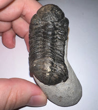 Load image into Gallery viewer, Huge Morocops Fossil Trilobite 2.5 Inches