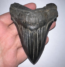 Load image into Gallery viewer, Large Megalodon Jet Black Fossil Shark Tooth 4.31 Inches Incredible Serrations! Not Repaired!