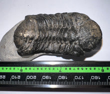 Load image into Gallery viewer, Huge Morocops Fossil Trilobite 2.5 Inches