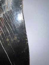 Load image into Gallery viewer, Large Megalodon Jet Black Fossil Shark Tooth 4.31 Inches Incredible Serrations! Not Repaired!