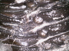 Load image into Gallery viewer, Large Morocops Fossil Trilobite 2.25 Inches
