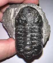Load image into Gallery viewer, Large Morocops Fossil Trilobite 2.25 Inches