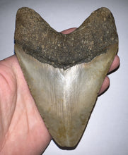 Load image into Gallery viewer, Huge Megalodon Fossil Shark Tooth 5.2 Inches! Not Repaired! Great Serrations!