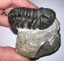 Load image into Gallery viewer, Large Morocops Fossil Trilobite 2.25 Inches