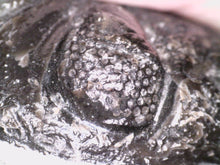 Load image into Gallery viewer, Large Morocops Fossil Trilobite 2.25 Inches
