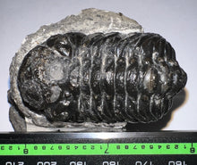 Load image into Gallery viewer, Large Morocops Fossil Trilobite 2.25 Inches