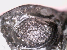 Load image into Gallery viewer, Large Morocops Fossil Trilobite 2.25 Inches
