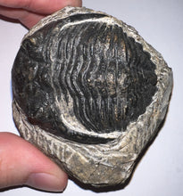 Load image into Gallery viewer, Hollardops Huge Fossil Trilobite 2.5 Inches