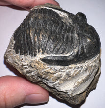 Load image into Gallery viewer, Hollardops Huge Fossil Trilobite 2.5 Inches