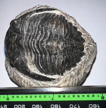 Load image into Gallery viewer, Hollardops Huge Fossil Trilobite 2.5 Inches