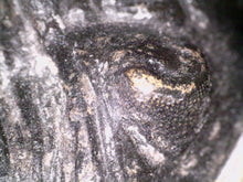 Load image into Gallery viewer, Hollardops Huge Fossil Trilobite 2.5 Inches