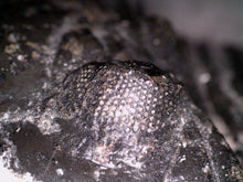 Load image into Gallery viewer, Hollardops Huge Fossil Trilobite 2.5 Inches