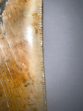 Load image into Gallery viewer, HUGE Megalodon Fossil Shark Tooth 5.55 Inches! Not Repaired! Incredible Serrations!