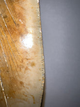 Load image into Gallery viewer, HUGE Megalodon Fossil Shark Tooth 5.55 Inches! Not Repaired! Incredible Serrations!