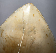 Load image into Gallery viewer, HUGE Megalodon Fossil Shark Tooth 5.55 Inches! Not Repaired! Incredible Serrations!