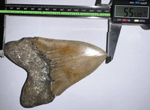Load image into Gallery viewer, HUGE Megalodon Fossil Shark Tooth 5.55 Inches! Not Repaired! Incredible Serrations!