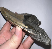 Load image into Gallery viewer, HUGE Megalodon Pathological Fossil Shark Tooth 5.89 Inches! Not Repaired! Great Serrations!