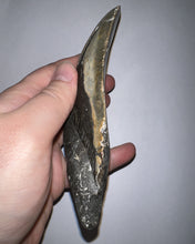 Load image into Gallery viewer, HUGE Megalodon Pathological Fossil Shark Tooth 5.89 Inches! Not Repaired! Great Serrations!