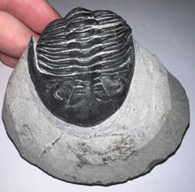 Load image into Gallery viewer, Gem Hollardops Large Fossil Trilobite 2.4 Inches