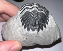 Load image into Gallery viewer, Gem Hollardops Large Fossil Trilobite 2.4 Inches