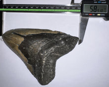 Load image into Gallery viewer, HUGE Megalodon Pathological Fossil Shark Tooth 5.89 Inches! Not Repaired! Great Serrations!