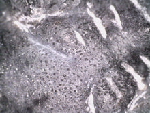 Load image into Gallery viewer, Gem Hollardops Large Fossil Trilobite 2.4 Inches