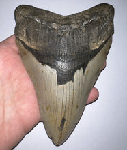Load image into Gallery viewer, Monster Size Megalodon Fossil Shark Tooth 6.05 Inches Great Serrations! Not Repaired!
