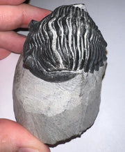 Load image into Gallery viewer, Gem Hollardops Large Fossil Trilobite 2.4 Inches
