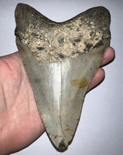 Load image into Gallery viewer, Monster Size Megalodon Fossil Shark Tooth 6.05 Inches Great Serrations! Not Repaired!