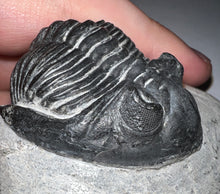 Load image into Gallery viewer, Gem Hollardops Large Fossil Trilobite 2.4 Inches