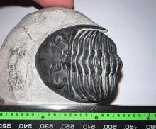 Load image into Gallery viewer, Gem Hollardops Large Fossil Trilobite 2.4 Inches